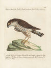 Ornithologia methodice digesta Pl.018