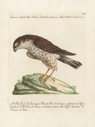 Ornithologia methodice digesta Pl.018