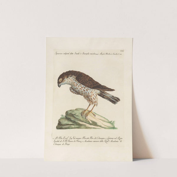 Ornithologia methodice digesta Pl.018 (1767-1776) by Saverio Manetti