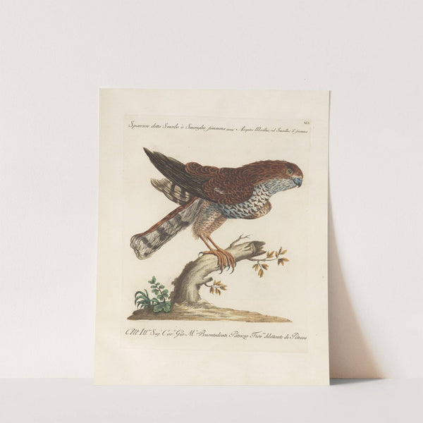 Ornithologia methodice digesta Pl.019 (1767-1776) by Saverio Manetti