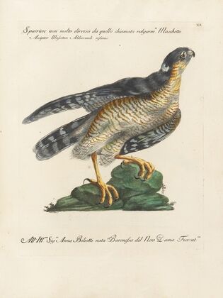 Ornithologia methodice digesta Pl.020