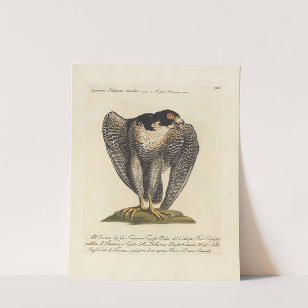 Ornithologia methodice digesta Pl.023 (1767-1776) by Saverio Manetti