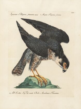 Ornithologia methodice digesta Pl.024