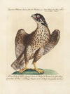 Ornithologia methodice digesta Pl.025