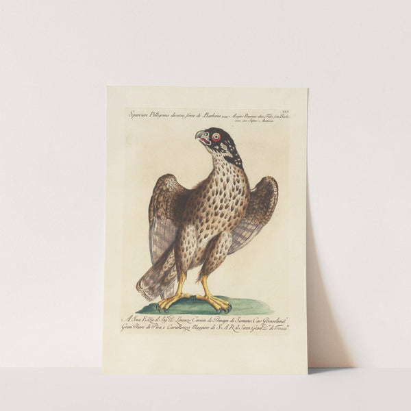 Ornithologia methodice digesta Pl.025 by Saverio Manetti