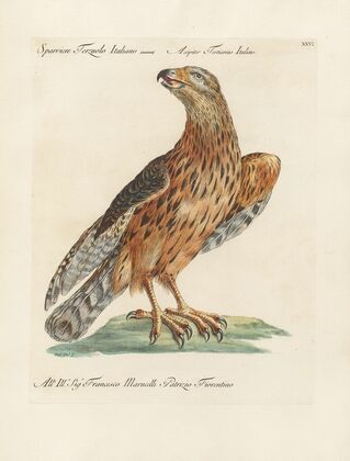 Ornithologia methodice digesta Pl.026
