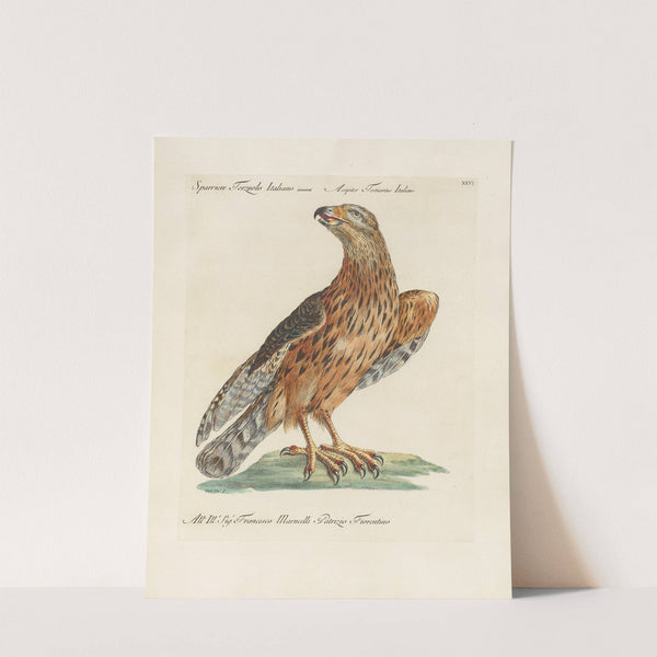 Ornithologia methodice digesta Pl.026 by Saverio Manetti