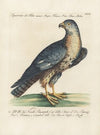 Ornithologia methodice digesta Pl.027