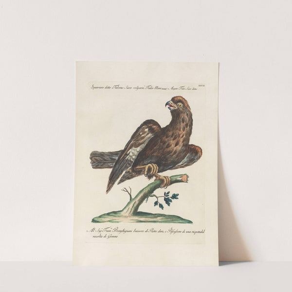 Ornithologia methodice digesta Pl.028 by Saverio Manetti