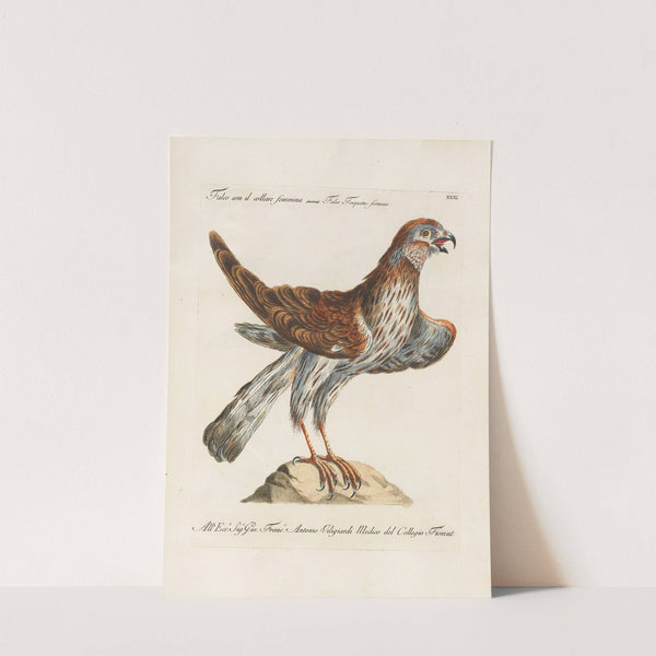 Ornithologia methodice digesta Pl.031 by Saverio Manetti