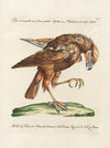 Ornithologia methodice digesta Pl.032