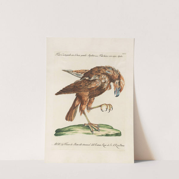Ornithologia methodice digesta Pl.032 by Saverio Manetti