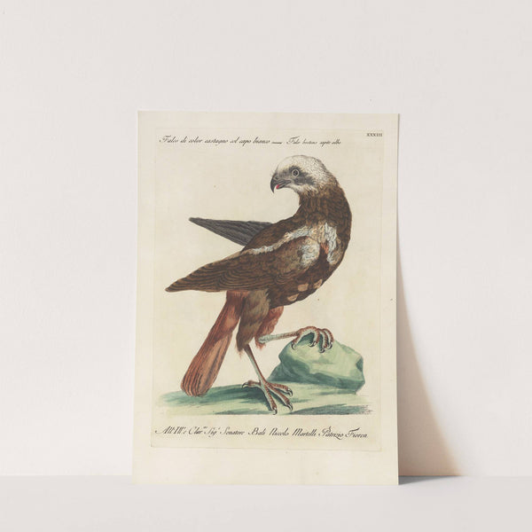 Ornithologia methodice digesta Pl.033 by Saverio Manetti