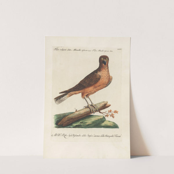 Ornithologia methodice digesta Pl.036 by Saverio Manetti