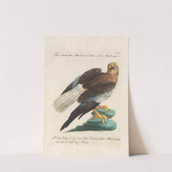 Ornithologia methodice digesta Pl.037 by Saverio Manetti