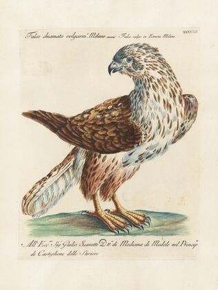Ornithologia methodice digesta Pl.038