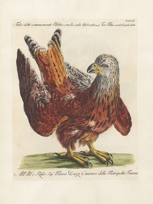 Ornithologia methodice digesta Pl.039