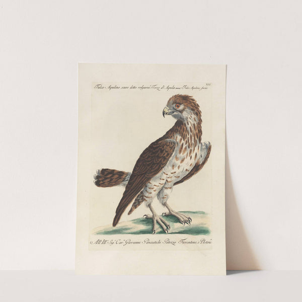 Ornithologia methodice digesta Pl.041 by Saverio Manetti