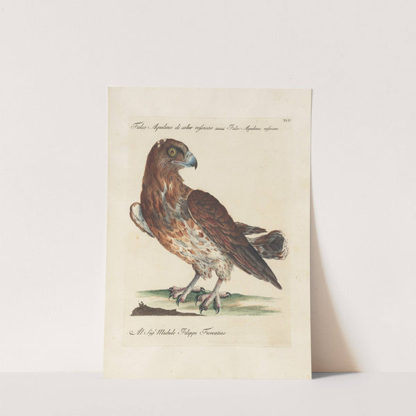 Ornithologia methodice digesta Pl.042 by Saverio Manetti