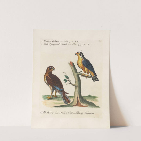 Ornithologia methodice digesta Pl.044 by Saverio Manetti