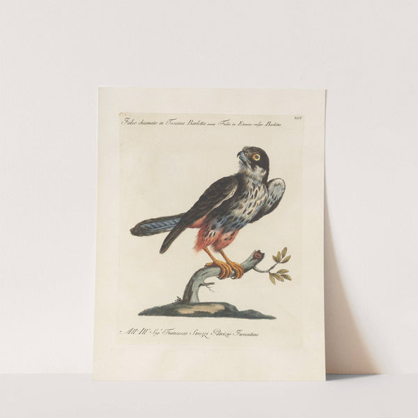 Ornithologia methodice digesta Pl.045 by Saverio Manetti