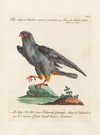 Ornithologia methodice digesta Pl.046