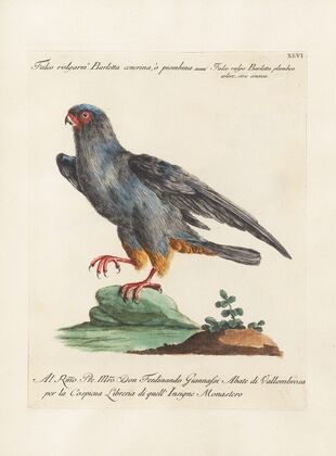Ornithologia methodice digesta Pl.046
