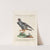 Ornithologia methodice digesta Pl.046 by Saverio Manetti