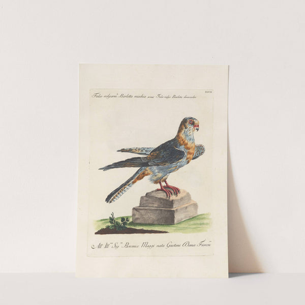 Ornithologia methodice digesta Pl.047 by Saverio Manetti