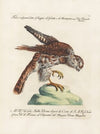 Ornithologia methodice digesta Pl.050