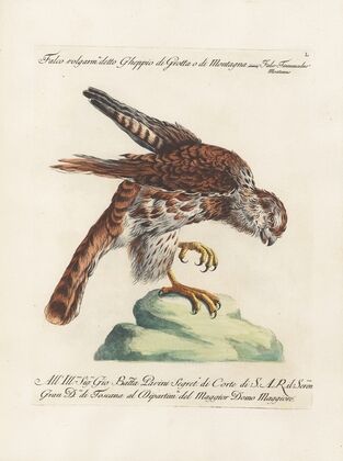 Ornithologia methodice digesta Pl.050
