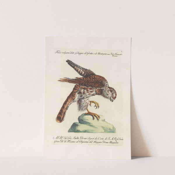 Ornithologia methodice digesta Pl.050 by Saverio Manetti