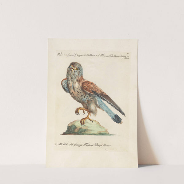 Ornithologia methodice digesta Pl.051 by Saverio Manetti