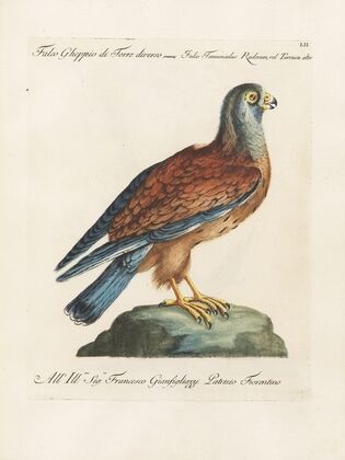 Ornithologia methodice digesta Pl.052