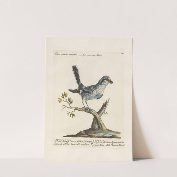 Ornithologia methodice digesta Pl.053 by Saverio Manetti