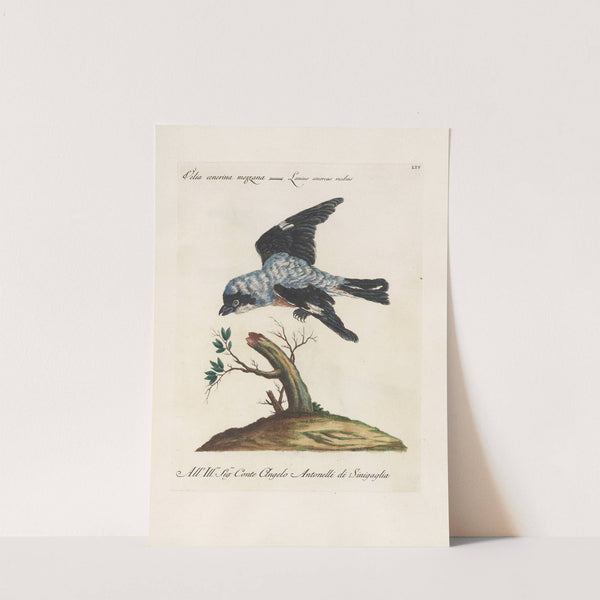 Ornithologia methodice digesta Pl.054 by Saverio Manetti