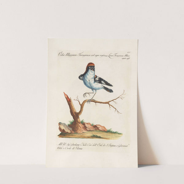 Ornithologia methodice digesta Pl.056 by Saverio Manetti