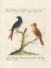 Ornithologia methodice digesta Pl.057