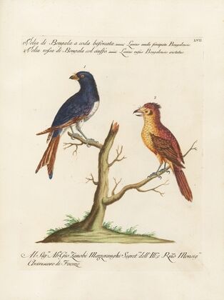 Ornithologia methodice digesta Pl.057