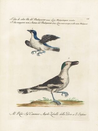 Ornithologia methodice digesta Pl.060