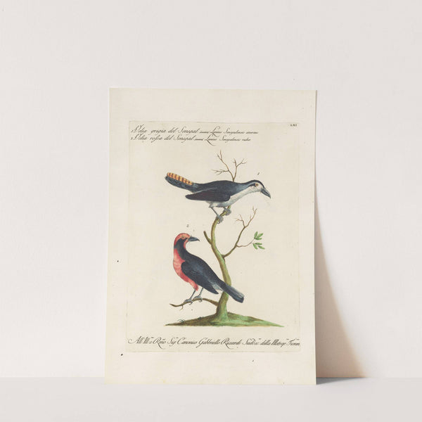 Ornithologia methodice digesta Pl.061 by Saverio Manetti