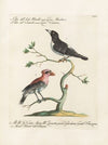 Ornithologia methodice digesta Pl.062