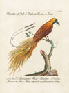 Ornithologia methodice digesta Pl.063