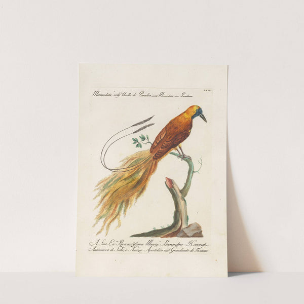 Ornithologia methodice digesta Pl.063 by Saverio Manetti