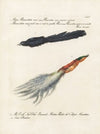 Ornithologia methodice digesta Pl.064