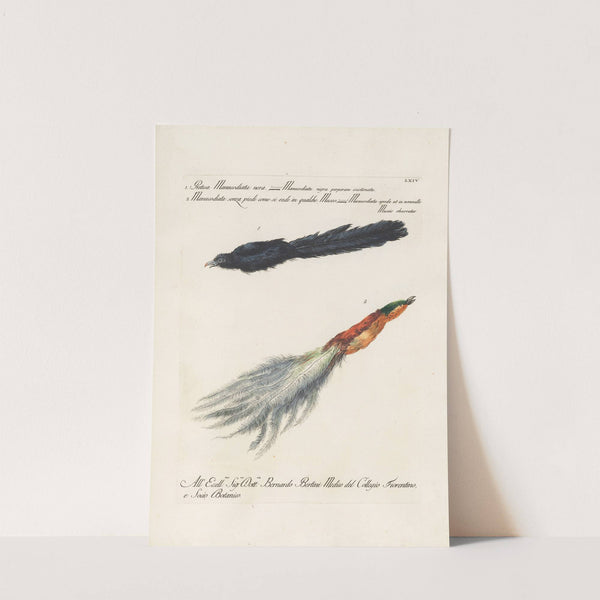 Ornithologia methodice digesta Pl.064 by Saverio Manetti