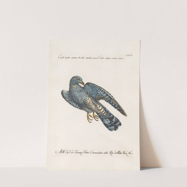 Ornithologia methodice digesta Pl.067 by Saverio Manetti