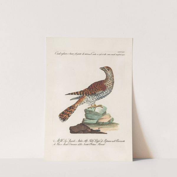 Ornithologia methodice digesta Pl.068 by Saverio Manetti