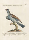 Ornithologia methodice digesta Pl.069