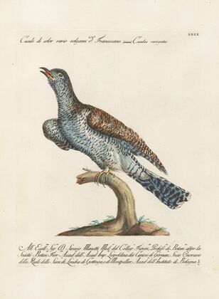 Ornithologia methodice digesta Pl.069